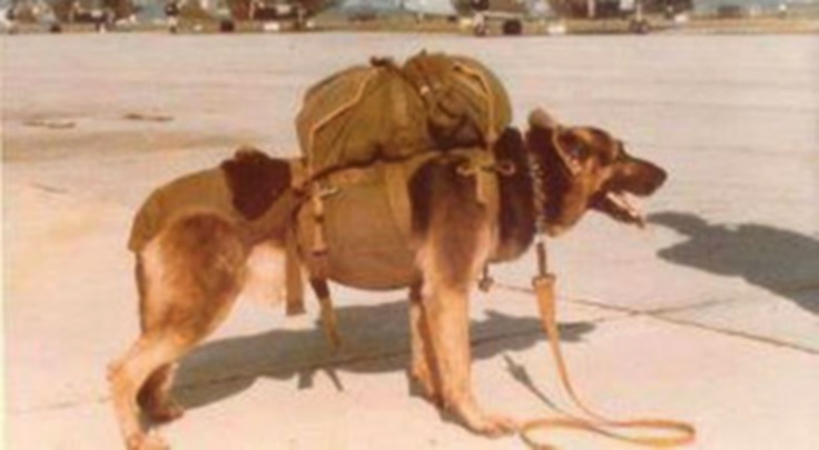 Los perros de la guerra de Malvinas, historias de bravura y valentía - El  Fueguino