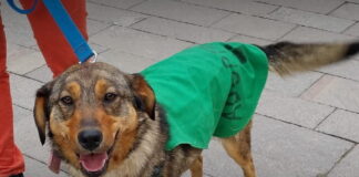 Se llevará a cabo una jornada de castración masiva de canes en Ushuaia