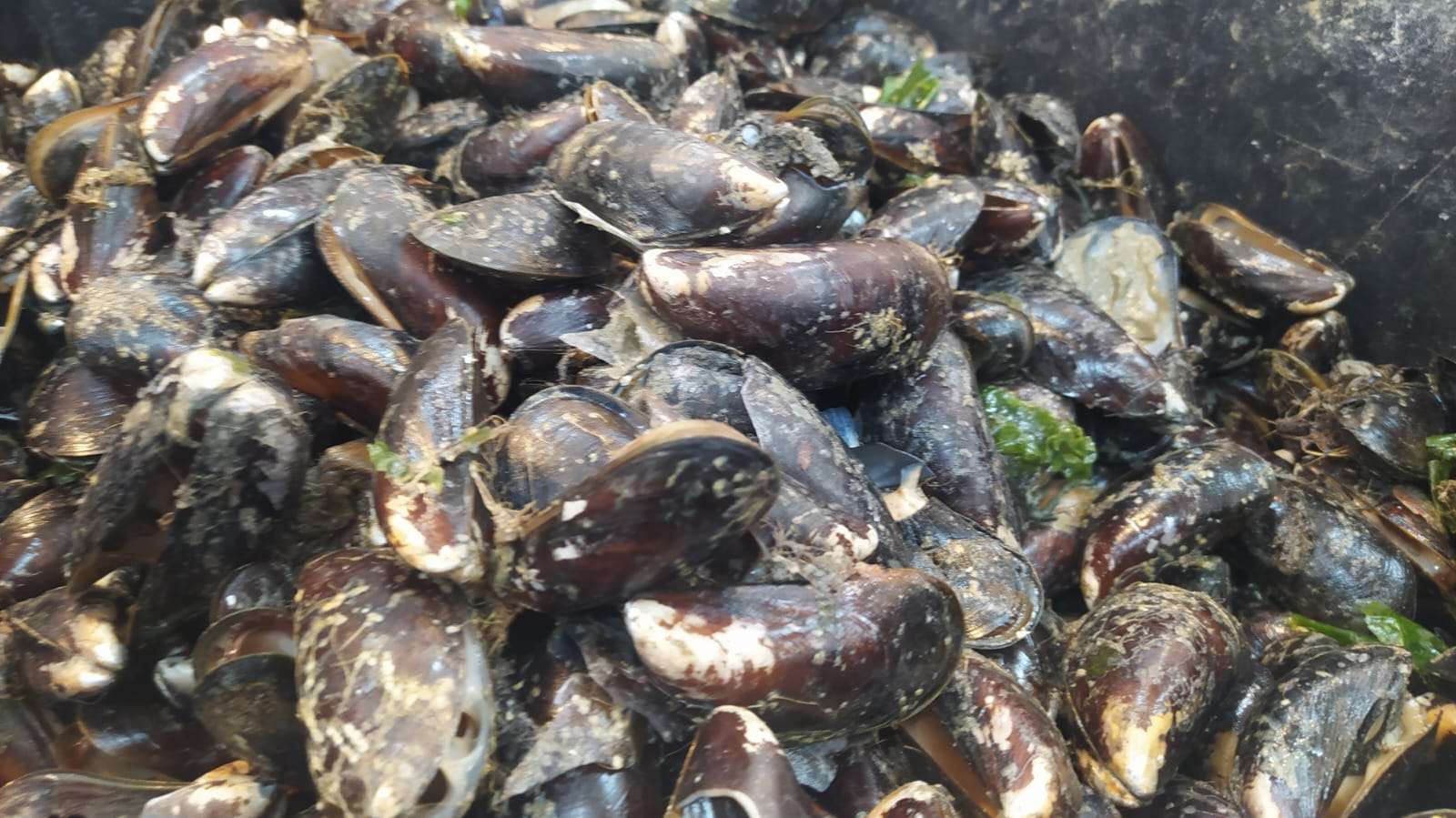 Marea Roja: establecen la veda de moluscos en sectores del Canal Beagle y toda la costa atlántica provincial