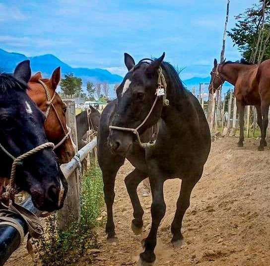 Se chipeó a 19 equinos durante la fiesta del “Asado Más Austral del Mundo” en Ushuaia