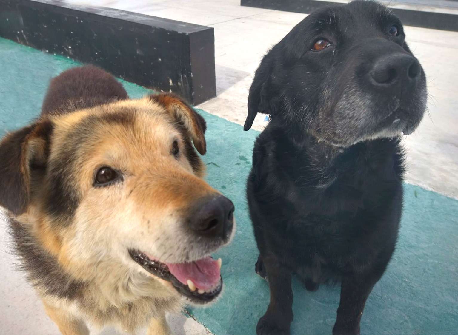 Con una feria solidaria, la protectora “Como Perros y Gatos” busca afrontar gastos pendientes