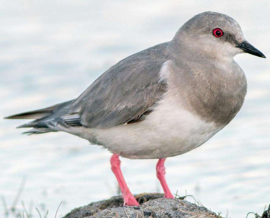 Tierra del Fuego fortalece su rol en la conservación de aves