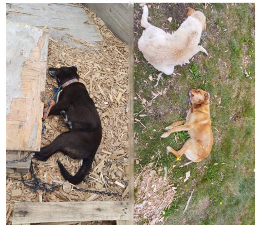 Preocupación en los barrios por nuevos casos de mascotas envenenadas en Río Grande