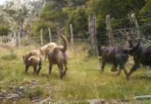 Anuncian avances concretos y nuevas acciones dentro del plan de control canino