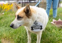 Jornada de vacunación y adopción responsable en Río Grande