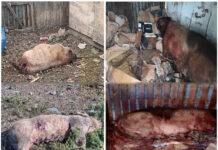 Perros atacan chacras y generan pérdidas millonarias: productores reclaman controles urgentes