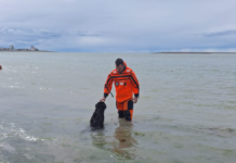 Temporada de riesgo en la costa: piden responsabilidad con mascotas y paseos