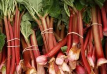 El INTA enseña cómo aprovechar el ruibarbo en un taller para todo público