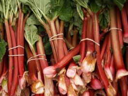 El INTA enseña cómo aprovechar el ruibarbo en un taller para todo público