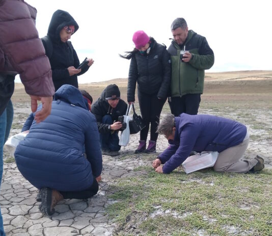La salicornia, un tesoro natural fueguino que gana interés y valor científico