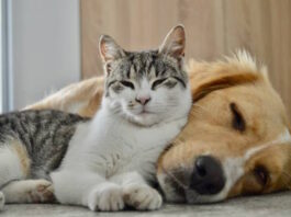 “Como Perros y Gatos” lanzó una rifa solidaria para ayudar a animales rescatados