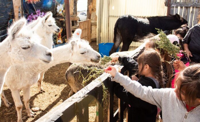 photo_4942991137446759280_y