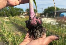 Histórica cosecha de ajo violeta en Río Grande impulsa la diversificación productiva