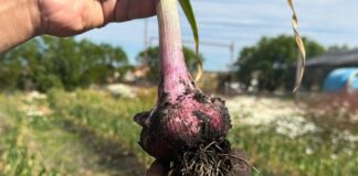 Histórica cosecha de ajo violeta en Río Grande impulsa la diversificación productiva