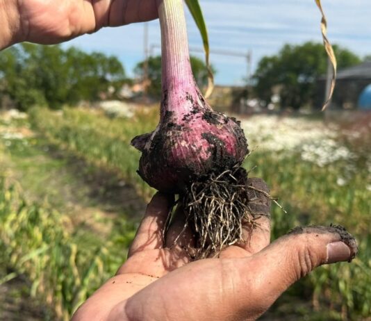 Histórica cosecha de ajo violeta en Río Grande impulsa la diversificación productiva