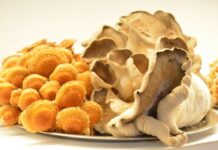 Tierra del Fuego celebra su IV Jornada de Hongos Comestibles en Ushuaia y Río Grande