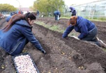 Avanzan la segunda siembra de ajo violeta fueguino