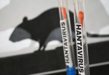 Salud confirmó que no hay circulación de hantavirus en Tierra del Fuego
