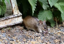 Señalan que el brote en el crucero no es COVID, sino la cepa Andes de hantavirus