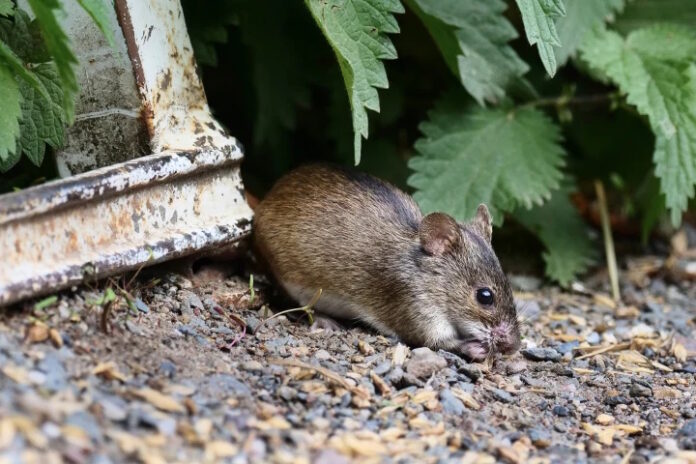 hantavirus1