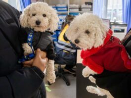 Con adopciones y más de 170 vacunas aplicadas, se realizó una nueva jornada de cuidado para mascotas