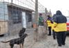Continúan los operativos de Servicios Veterinarios con acciones de prevención y bienestar animal