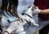 Más de 140 mascotas fueron vacunadas en una nueva jornada de RGA mascotera