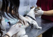 Más de 140 mascotas fueron vacunadas en una nueva jornada de RGA mascotera