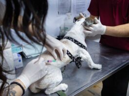 Más de 140 mascotas fueron vacunadas en una nueva jornada de RGA mascotera