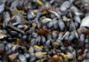 Inscripciones abiertas al taller «Introducción al Cultivo de Mejillón mediante el Método Bouchot»