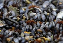 Inscripciones abiertas al taller «Introducción al Cultivo de Mejillón mediante el Método Bouchot»