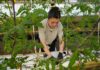 Avanza la producción de frutillas en Río Grande