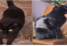 «Todos por Pitín»: lanzan un bono solidario para costear el tratamiento de un gatito con PIF