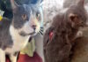 Urgente: piden ayuda para dos gatitos rescatados que necesitan un hogar de tránsito