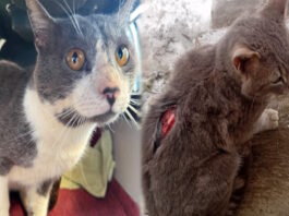 Urgente: piden ayuda para dos gatitos rescatados que necesitan un hogar de tránsito
