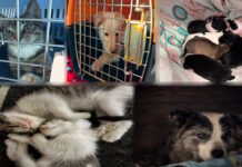 Más de $1 millón de deuda con veterinarias por asistir a animales abandonados