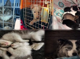 Más de $1 millón de deuda con veterinarias por asistir a animales abandonados