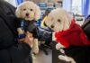 El Municipio brinda recomendaciones para prevenir el moquillo canino
