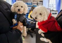 El Municipio brinda recomendaciones para prevenir el moquillo canino