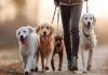 Este sábado habrá un encuentro para pasear mascotas y colaborar con donaciones