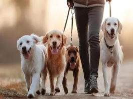 Este sábado habrá un encuentro para pasear mascotas y colaborar con donaciones