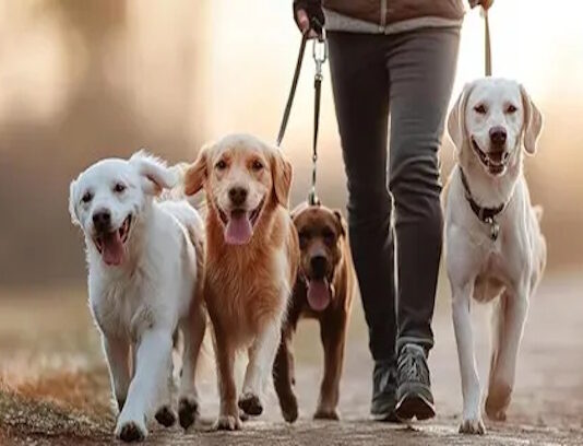 Este sábado habrá un encuentro para pasear mascotas y colaborar con donaciones