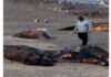 Decenas de crías de ballena aparecieron muertas en la Patagonia y analizan los posibles factores