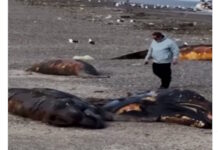 Decenas de crías de ballena aparecieron muertas en la Patagonia y analizan los posibles factores