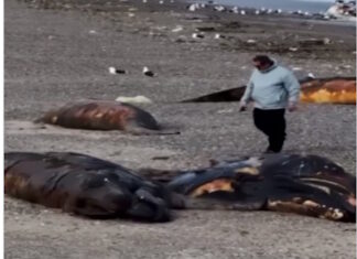 Decenas de crías de ballena aparecieron muertas en la Patagonia y analizan los posibles factores