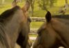 Una empresa de Ushuaia busca voluntarios para cuidar 30 caballos a cambio de alojamiento y comida