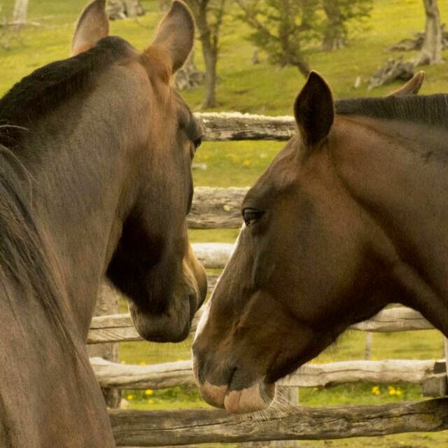 caballos