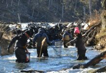 Tierra del Fuego trabaja en el repoblamiento de ríos y lagos para la temporada de pesca deportiva