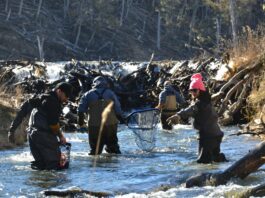 Tierra del Fuego trabaja en el repoblamiento de ríos y lagos para la temporada de pesca deportiva
