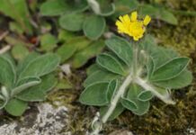 Biotecnología y Bioeconomía: innovación para ampliar la matriz productiva fueguina